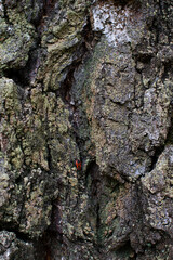 tree bark texture,  bedbug soldier