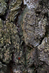 tree bark texture,  bedbug soldier