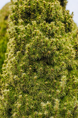 Background, texture of an evergreen perennial plant, a tree of green spruce conica. Photo of spring nature.