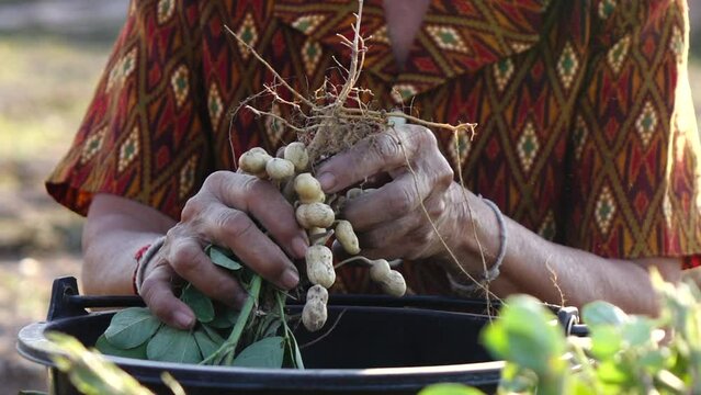 Close up farmer hand picking peanut in the plant