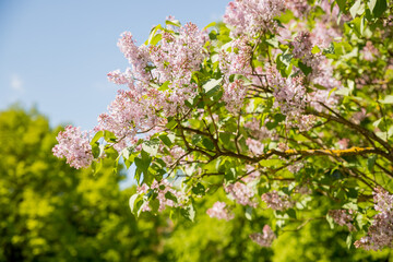Beautiful lilac flowers with selective focus. Purple lilac flower with blurred green leaves. Spring blossom. Blooming lilac bush with tender tiny flower. Purple lilac flower on the bush. Summer time