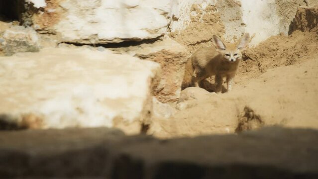 Fennec Fox standing between the rocks. Slow motion. 