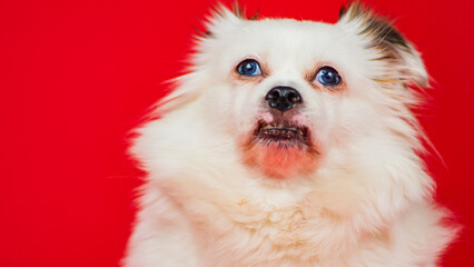 Obraz premium Portrait of fluffy white dog on red background. Cute spitz posing in studio.
