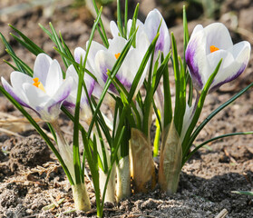 Crocus is one of the first plants to bloom in the spring in the garden
