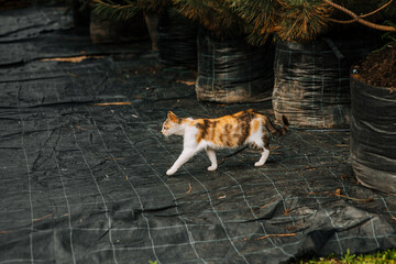 A beautiful striped cat walks in nature. Photo of an animal.