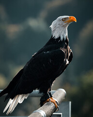 american bald eagle on the fence