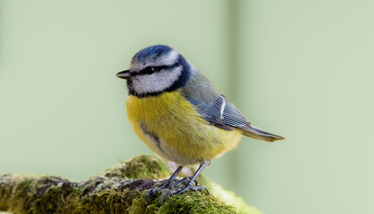 Obraz premium portrait of a blue tit