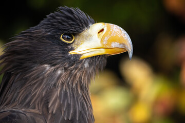 close up portrait of an eagle