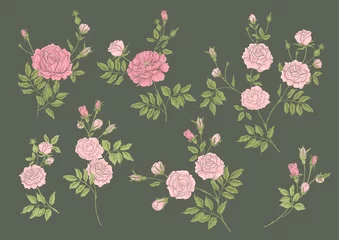 Zelfklevend Fotobehang Rose flowers on branches. Clip art, set of elements for design Vector illustration. In botanical style Isolated on white background. © Elen  Lane