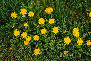 Beautiful yellow dandelions bloom outdoors in green grass in spring. Photography of nature.