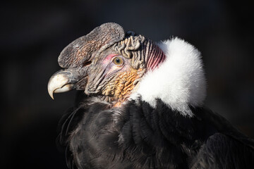 portrait of a andean condor