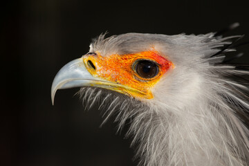 close up of a vulture