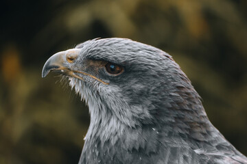 close up of a buzzard eagle