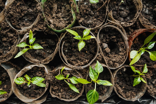 Planted seedlings, green pepper leaves sprout from the ground in homemade round trays at home. Photography, top view, gardening.