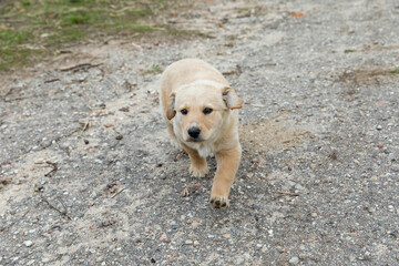 Cute puppy of light color on the street.