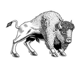 Bison or zubr isolated on white background. Engraving or etching style hand-drawn black and white monochrome vector illustration.	 - obrazy, fototapety, plakaty
