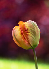Orange, yellow Parrot tulip flower with their ruffled and feathered petals in spring garden with...