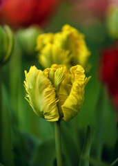 Beautiful yellow tulip flowers with their ruffled and feathered petals in spring garden with...