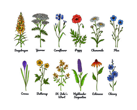 Set of hand drawn colored botanical vector illustrations of meadow flowers
