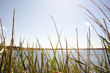 Tall grass bottom view with lake water and blue sky on background