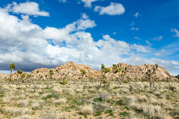 landscape with joshua trees in the desert