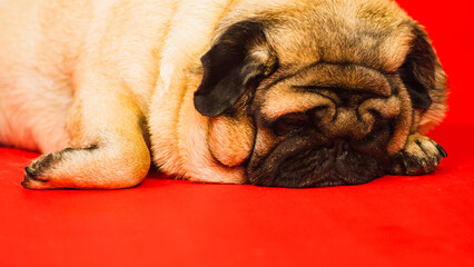 Cute pug dog. Closeup of adorable pug dog with smooth fur lying on red background in studio looking at camera