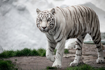 Fototapeta na wymiar Bengal Tiger at the zoo walking. White Tiger at Safari Park.