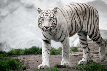 Naklejka na ściany i meble Bengal Tiger at the zoo walking. White Tiger at Safari Park.