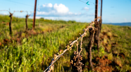 Green grass is lush between rows of grapevines in spring in an Oregon vineyard, tiny leaves sprouting on each pruned vine on a wire trellis. 