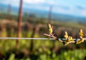 New leaves sprout on a grapevine in an Oregon vineyard, spring light and wire trellis showing against shadows and light.