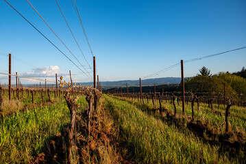 Green grass is lush between rows of grapevines in spring in an Oregon vineyard, tiny leaves sprouting on each pruned vine on a wire trellis. 