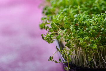 Microgreens sprouts of watercress salad.