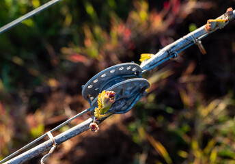 New leaves sprout on a grapevine in an Oregon vineyard, spring light and wire trellis showing against shadows and light.