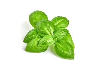 Fresh basil leaves, isolated on white background.