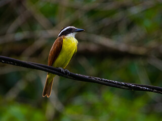 pequeña ave amarilla en un cable de energía 