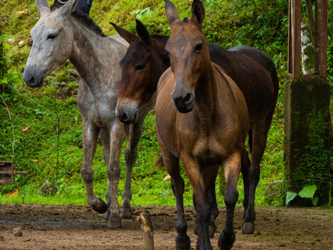 three horses walking through an abandoned farm