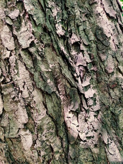 bark of a tree