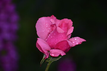 pink rose bud
