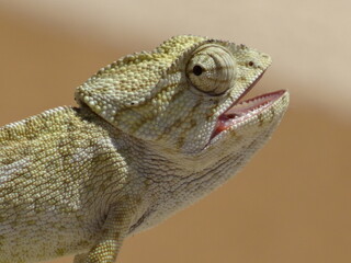 Chameleon in freier Natur