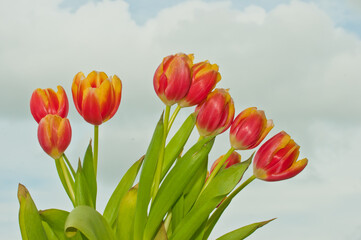 front view, close distance of a group of long stem, orange and yellow tulips beginning to bloom, on a tropical balcony