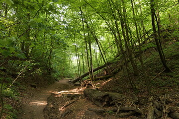 Obraz premium Spring European forest. Reserve near Krakow (Poland).