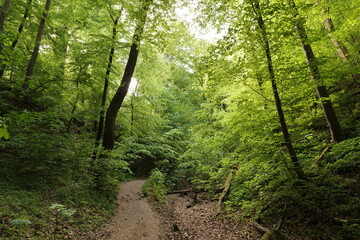 Spring European forest. Reserve near Krakow (Poland).
