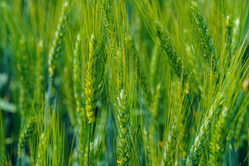 agricultural field with young green wheat sprouts, bright spring landscape on a sunny day - Powered by Adobe