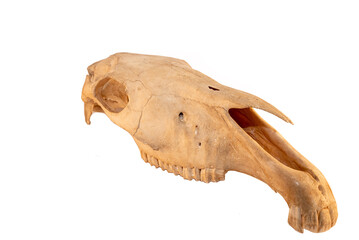 Horse equine (Equus caballus) mammal with natures teeth and skull anatomy on white background. Natures and biology of domestic animals. 