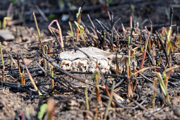 Part of the skull, jaws of a wild animal on the ground, against the background of burnt grass after a forest fire