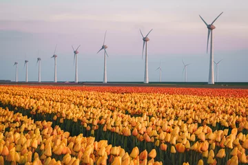 Gordijnen Tulip fields and rows of grand Wind Turbines at dusk in Noordoostpolder part of Netherlands © Sen