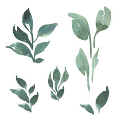 Watercolor plants. Hand drawn leaf for graphic design