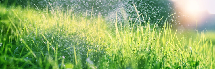 Obraz na płótnie Canvas Beautiful meadow grass with drops dew close up, abstract blurred natural background. green grass texture. artistic image of purity freshness nature. ecology, save earth concept. banner