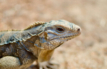 A Close Macro Shot of a Sun-basking Endangered Cuban Rock Iguana  Cuban Ground  West Indian Rock Caribbean  Puerto Rican Rock Iguana  Cyclura Nubila