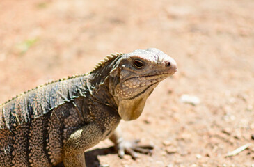 A Close Macro Shot of a Sun-basking Endangered Cuban Rock Iguana  Cuban Ground  West Indian Rock Caribbean  Puerto Rican Rock Iguana  Cyclura Nubila